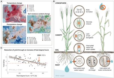 Reviewing the essential roles of remote phenotyping, GWAS and explainable AI in practical marker-assisted selection for drought-tolerant winter wheat breeding